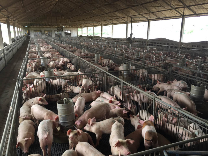 Pojava novih žarišta afričke kuge unijele strah kod farmera
