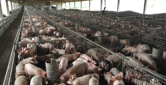 Pojava novih žarišta afričke kuge unijele strah kod farmera