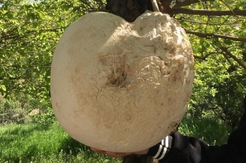U Turskoj pronađena džinovska gljiva teška čak 13 kilograma