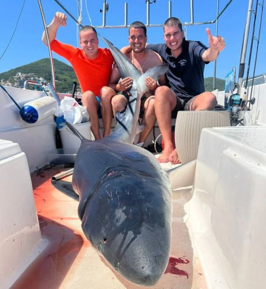 Код Будве уловљена плава ајкула тешка скоро 200 кг