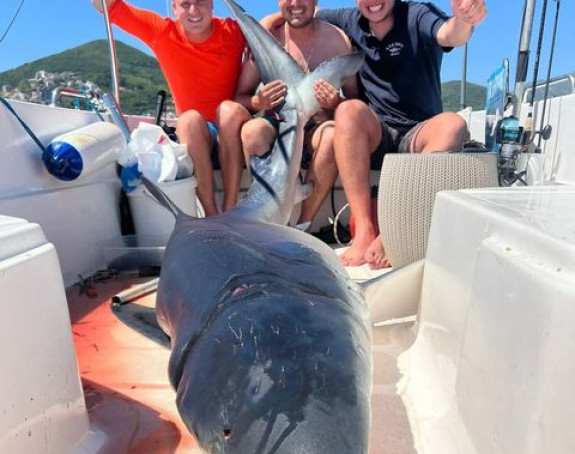 Код Будве уловљена плава ајкула тешка скоро 200 кг
