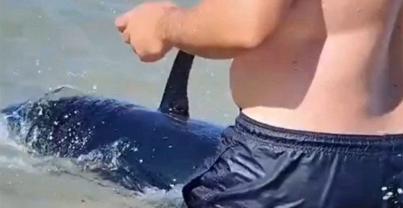 Drama u Grčkoj: Kupači izletjeli iz mora kada su ugledali ogromna peraja