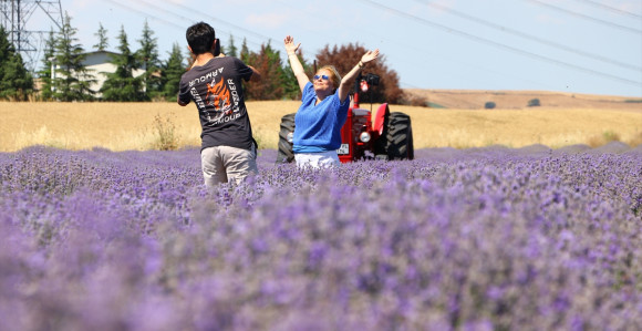 Prostrana polja lavande u turskom gradu Tekirdag