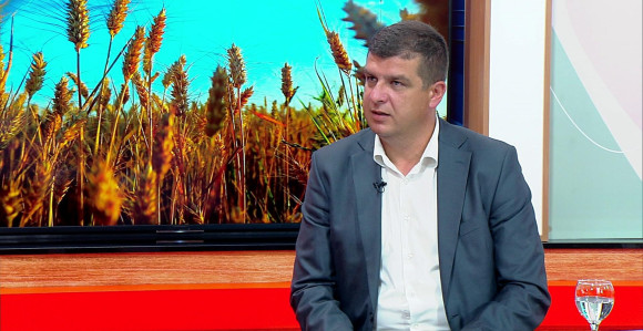 Žetva pšenice počinje, otkupne cijene nema