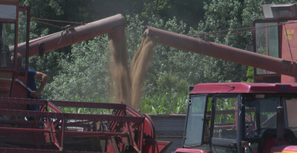 Pšenica da bude 43 feninga, plus subvencije Grada