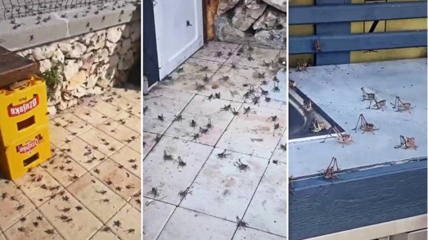 Najezda zrikavaca u Hrvatskoj: "Ne dirajte ih"