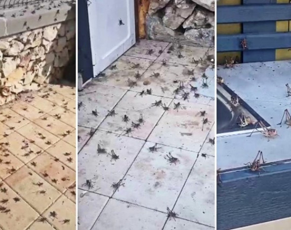 Najezda zrikavaca u Hrvatskoj: "Ne dirajte ih"