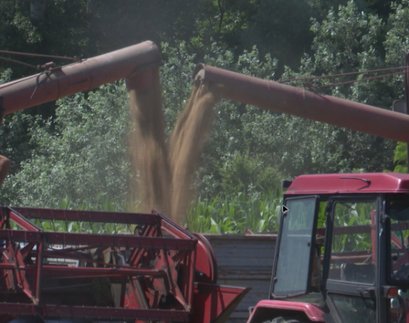 Ratari priželjkuju pola marke za kg pšenice, a iz Vlade...