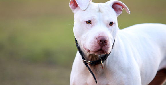 Хорор у Новом Саду: Пит бул усмртио оца свог власника