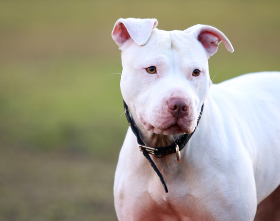 Horor u Novom Sadu: Pit bul usmrtio oca svog vlasnika