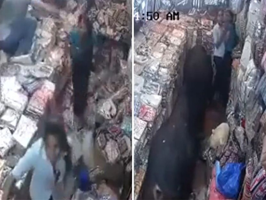 Dva bika se potukla u prodavnici?! (VIDEO)