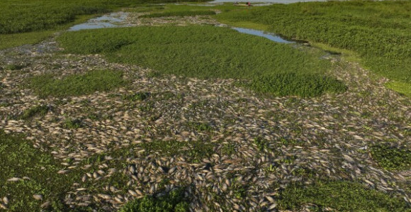 Ekološka katastrofa: Tone uginule ribe prekrile rijeku