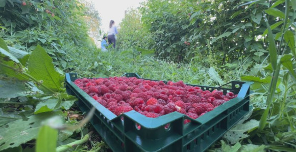 Grom udario dvojicu muškaraca dok su brali maline