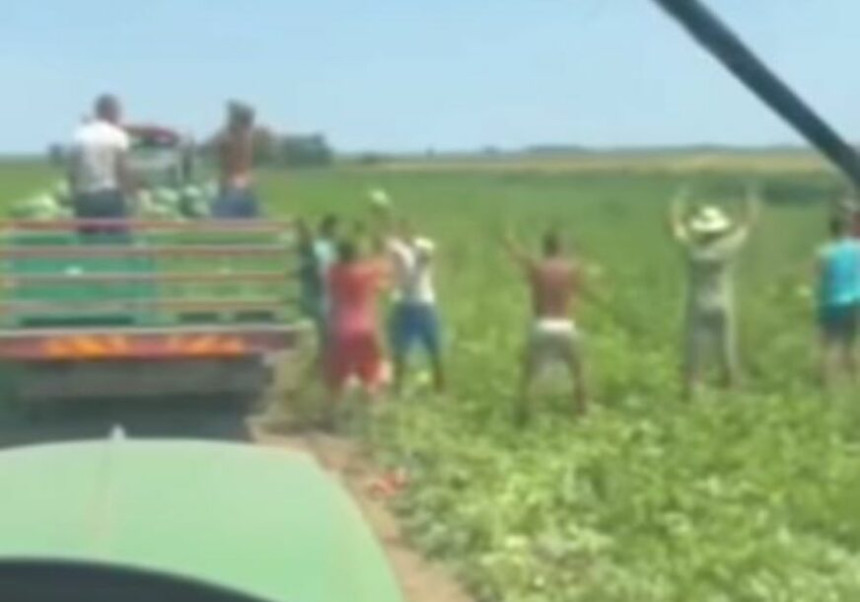 Živjeće ovaj narod: Beru lubenicu i đuskaju (VIDEO)