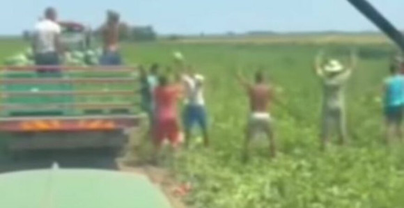 Živjeće ovaj narod: Beru lubenicu i đuskaju (VIDEO)