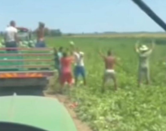 Živjeće ovaj narod: Beru lubenicu i đuskaju (VIDEO)