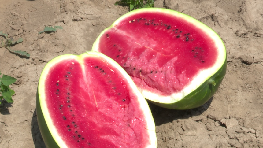 Lubenice pozitivno utiču na vaše krvne sudove, pritisak…