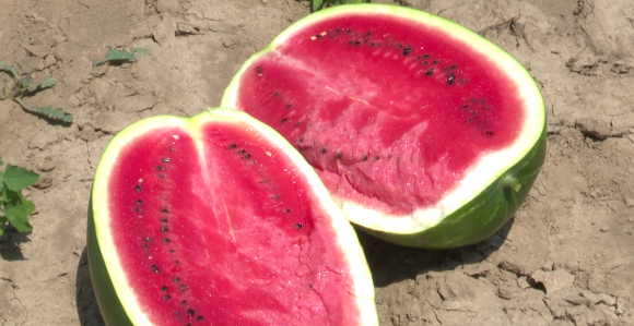 Lubenice pozitivno utiču na vaše krvne sudove, pritisak…