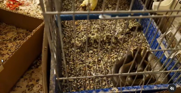 Zmija ušla u kuću i pojela ljubimca (FOTO) (VIDEO)