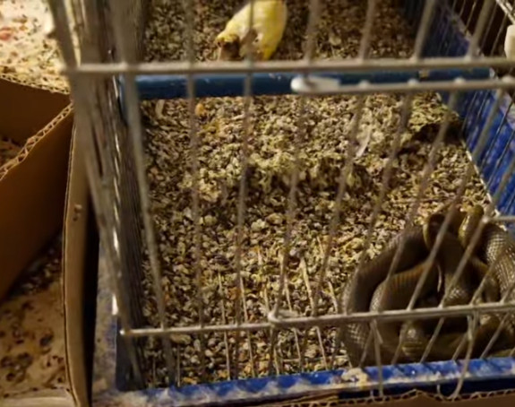 Zmija ušla u kuću i pojela ljubimca (FOTO) (VIDEO)