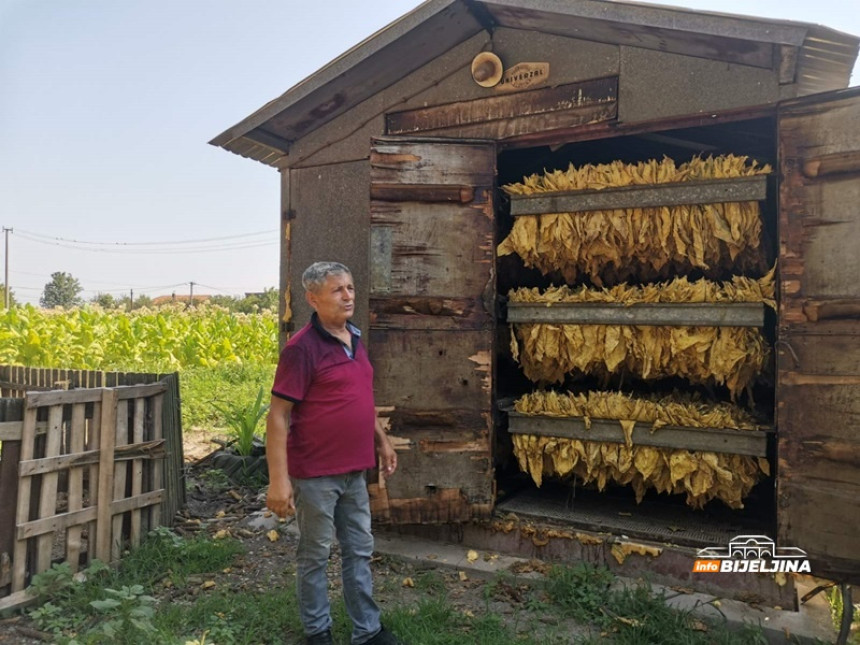 Duvanari zbog suše primorani na raniju berbu duvana