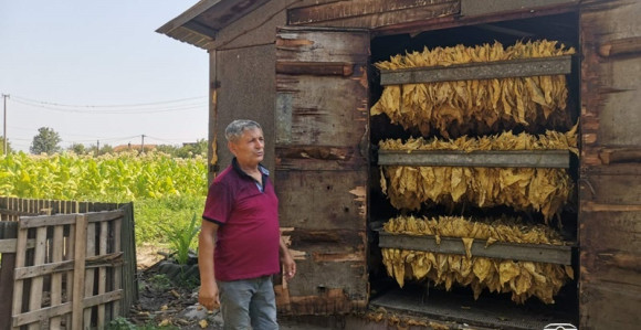 Duvanari zbog suše primorani na raniju berbu duvana