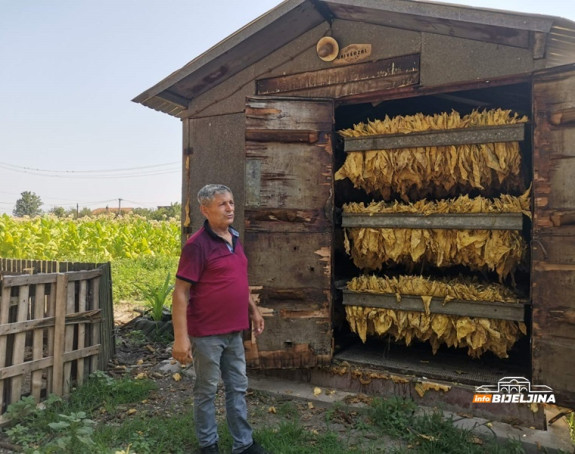 Duvanari zbog suše primorani na raniju berbu duvana