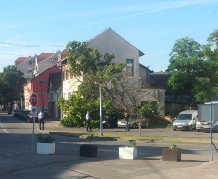Doboj: Palo stablo i oštetilo dva automobila