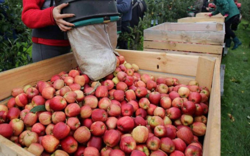 Voćari u Republici Srpskoj i UIO u "ratu" zbog poreza