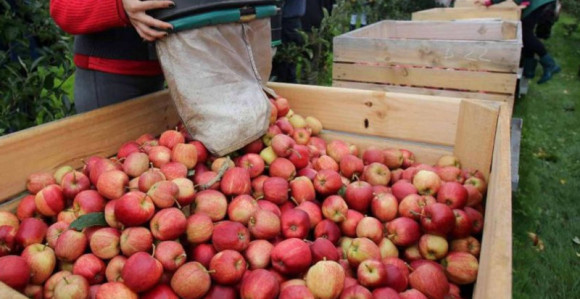 Voćari u Republici Srpskoj i UIO u "ratu" zbog poreza