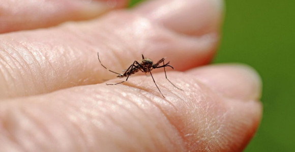 Virus Zapadnog Nila širi se Hrvatskom, desetine zaraženih?