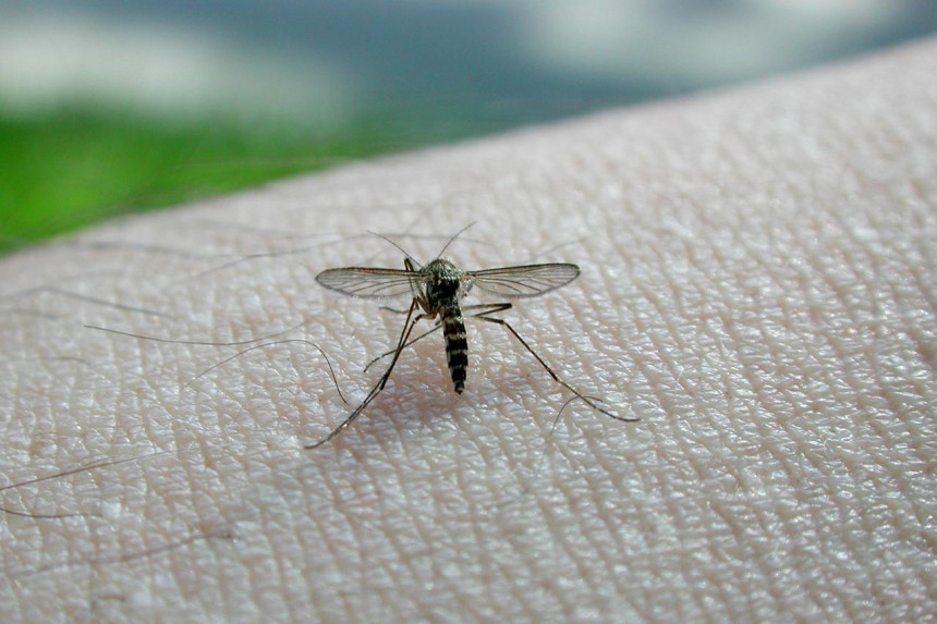 U Hrvatskoj dvije osobe zaražene Zapadnim Nilom