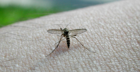 U Hrvatskoj dvije osobe zaražene Zapadnim Nilom