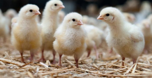 U Novoj Gradiški vraćeno 17 od ukradenih 50 pilića