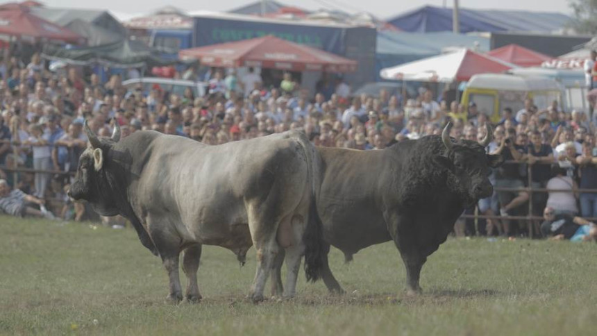 Čuvena borba za nagradu "Jablan" danas u Stričićima