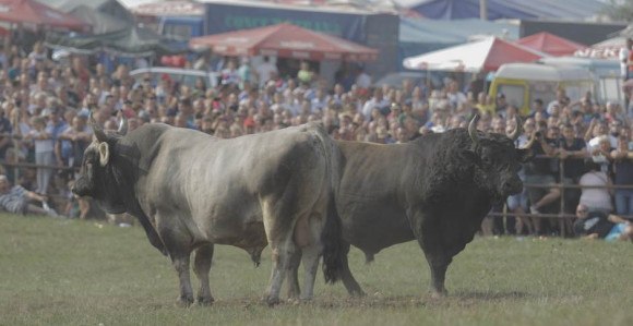 Чувена борба за награду "Јаблан" данас у Стричићима