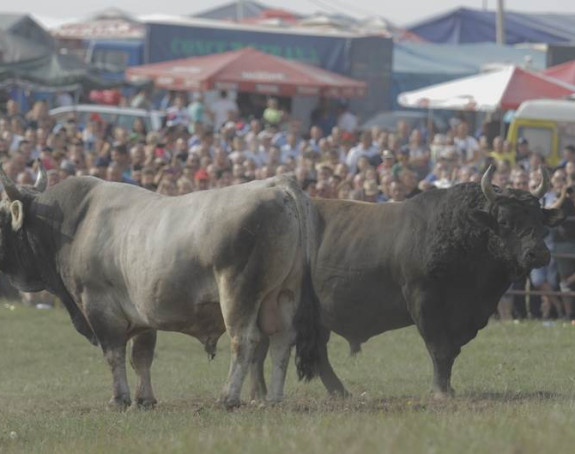 Čuvena borba za nagradu "Jablan" danas u Stričićima