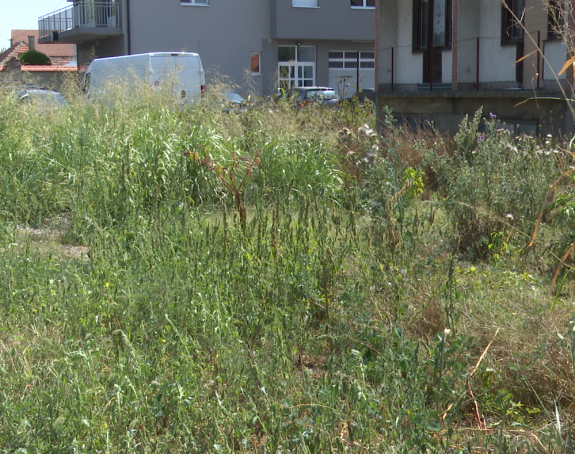 Kihanje, umor i crvenilo: Kako se štititi od ambrozije?