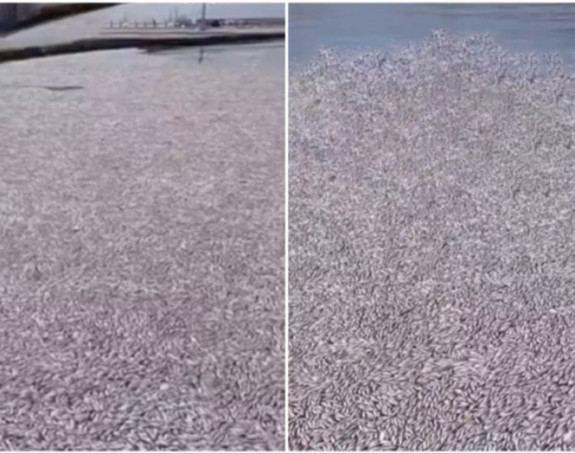 Hiljade mrtvih riba preplavile plaže grčkog grada