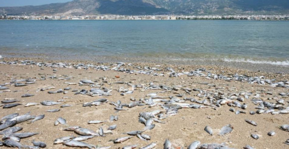 Nesnosan smrad: Iz mora izvađeno 57 tona uginule ribe