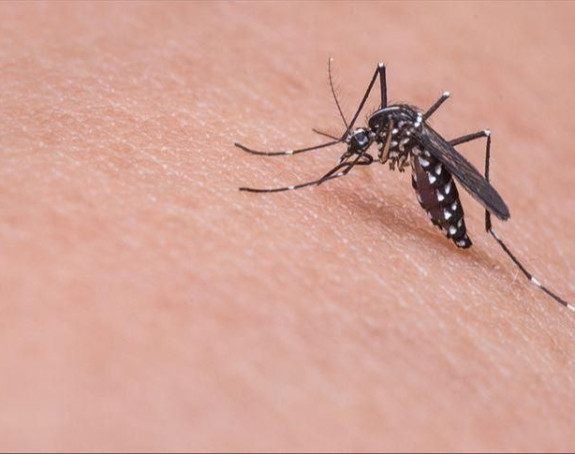 Slovenija: Troje zaraženo virusom Zapadnog Nila