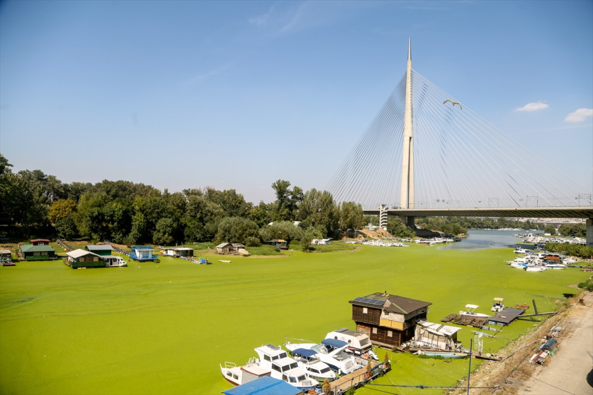 Neobičan izgled: Sava prekrivena algama (FOTO)