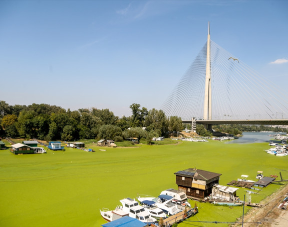 Neobičan izgled: Sava prekrivena algama (FOTO)