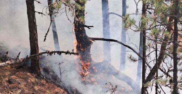 Veliki požar u Rudom, gori nekoliko hektara borove šume