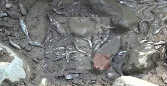 Ibar presušio na nekoliko mjesta,uginule ribe