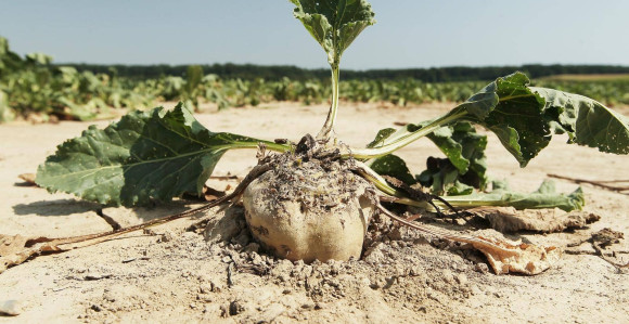 Hrvatskoj prijeti nestašica šećera zbog velik suše