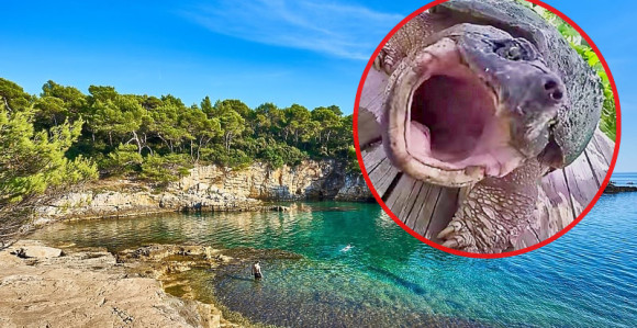 Tokom snimanja erotskog filma na plaži, glumca ujela kornjača za zadnjicu