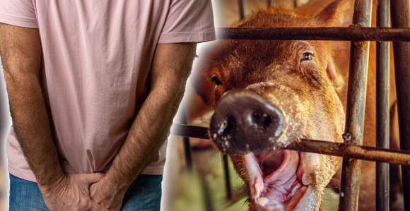 Užas u Srbiji: Svinja ubila muškarca, drugom pojela testise