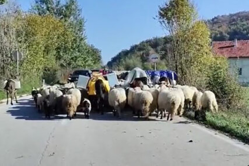 Neobičan prizor: Ovce zaustavile saobraćaj