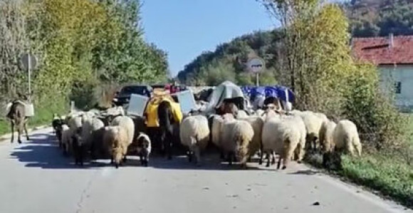 Neobičan prizor: Ovce zaustavile saobraćaj